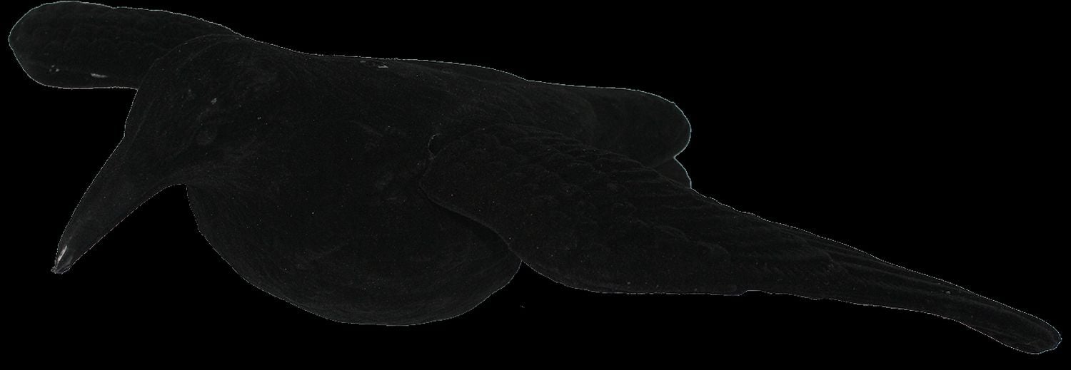 Image of EUROHUNT Beflockte Lockkrähe mit Flügeln